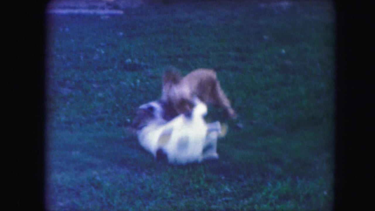 Two dogs tumbling together on a grassy lawn.