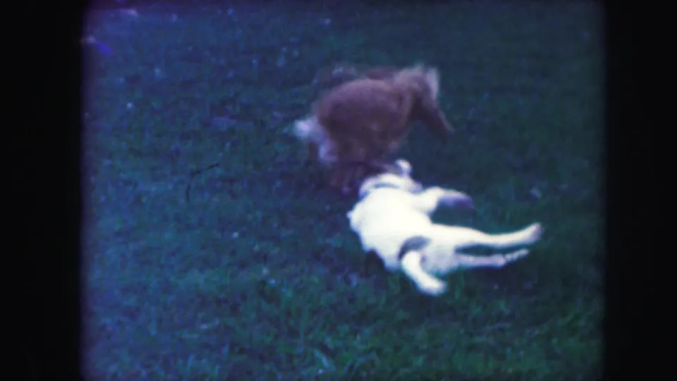 A brown dog moves beside the white-and-dark-patched dog lying on a grassy lawn in the 8mm footage.