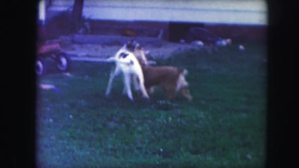 Two dogs play on the lawn near a small red wagon and a light-colored background object in 1959 Kansas City home-movie footage.