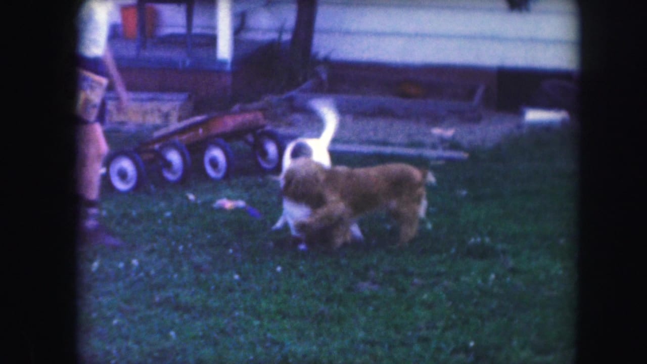 Two dogs play on a grassy yard near a small wagon and house siding.