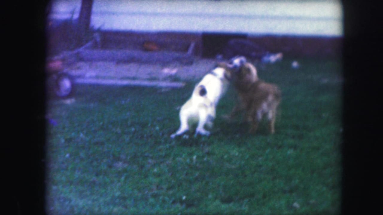 A white spotted dog and a brown dog wrestle on grass in front of a house.