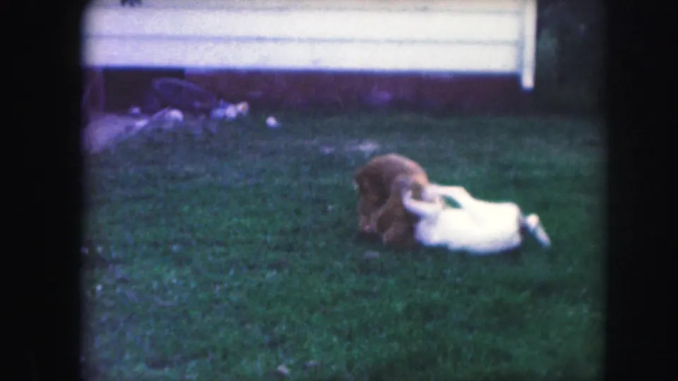 The white spotted dog rolls on the grass as the brown dog stays close in a 1959 backyard home-movie scene.