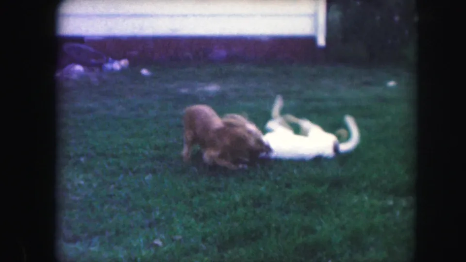 The white spotted dog rolls belly-up while the brown dog leans in during playful wrestling in the Kansas City yard.