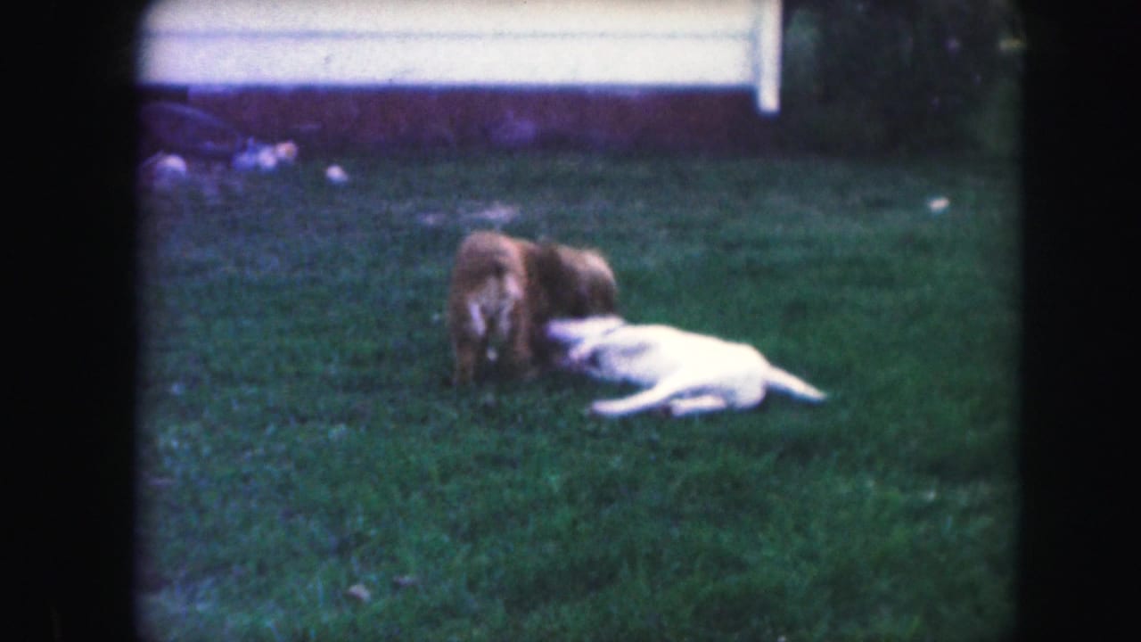 In this 1959 Kansas City home-movie frame, a brown dog and a white dog play low to the grass in a backyard.