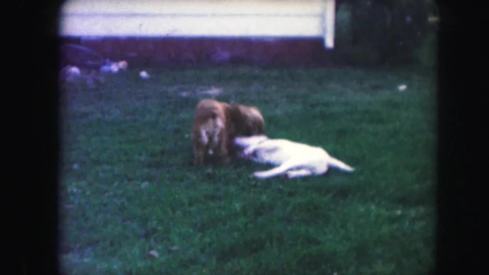 In this 1959 Kansas City home-movie frame, a brown dog and a white dog play low to the grass in a backyard.