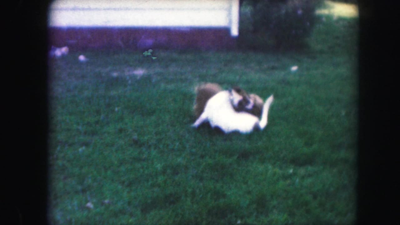 The white dog rolls onto its side while the brown dog stays close on the Kansas City lawn.