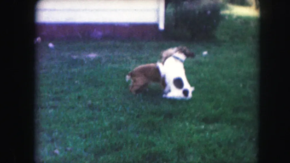 A white dog with dark patches sits upright as the brown dog turns nearby in the backyard grass.