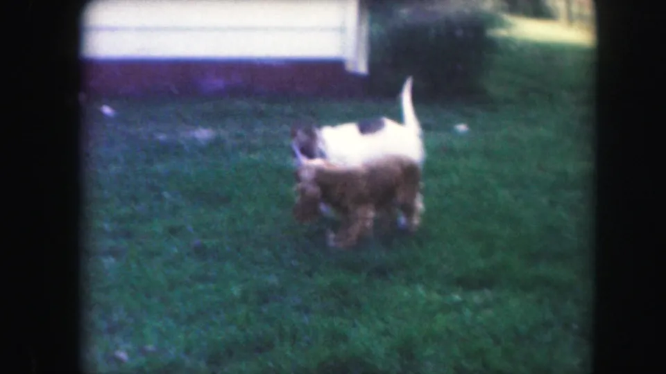 The two dogs come together again on the green lawn, partly blurred by motion and soft 8mm focus.