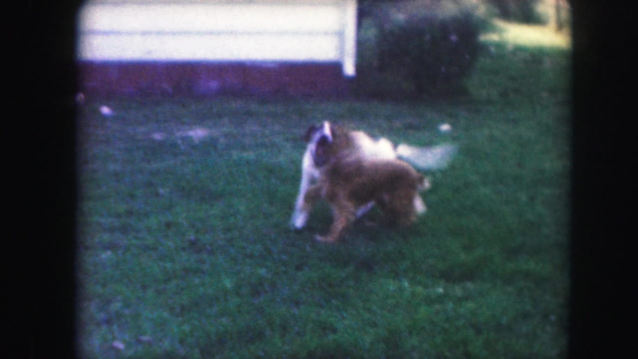 In 1959 Kansas City home-movie footage, two dogs begin playing on a green backyard lawn with a white fence in the background.
