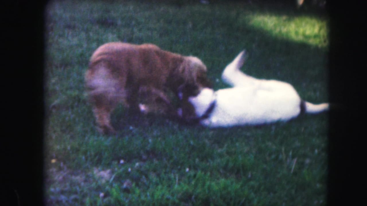 A brown fluffy dog and a white dog with black spots wrestle on a Kansas City backyard lawn in this 1959 8mm frame.