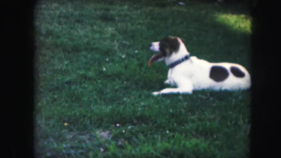 The white dog with dark spots rests on the grass in the 1959 backyard footage, wearing a visible collar and facing left.