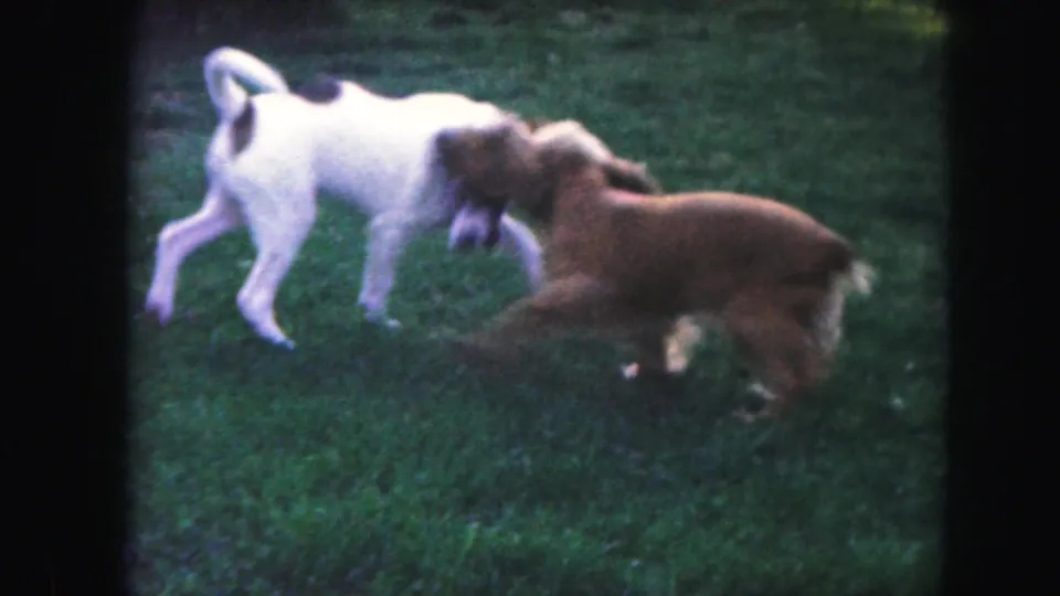The two dogs face and nip playfully on the Kansas City backyard lawn, captured in soft 1959 8mm home-movie color.