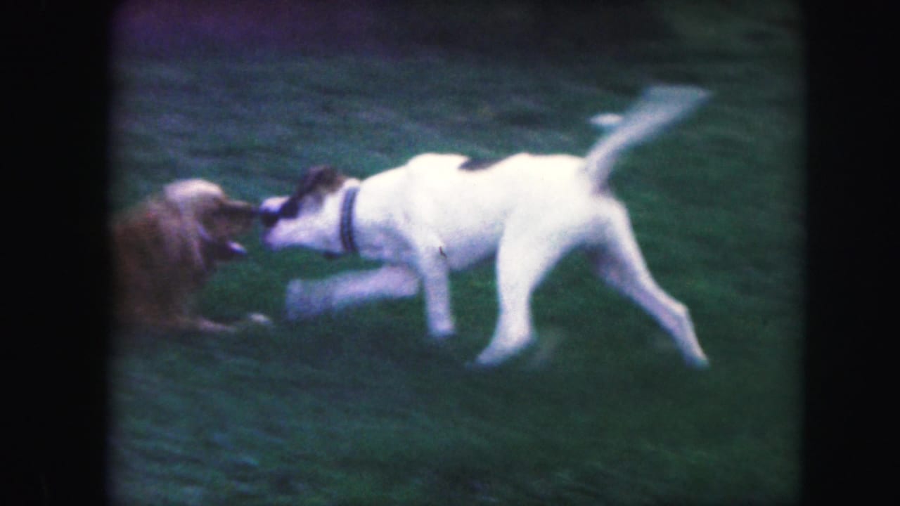 In metadata-supported 1959 Kansas City 8mm footage, a white dog with brown patches tugs or wrestles with a brown dog on a lawn.