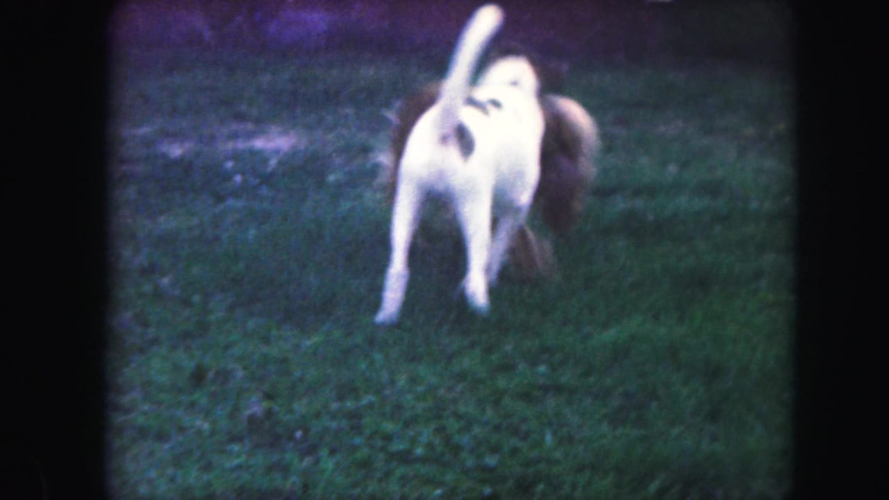 A white dog with brown ears and dark patches stands alert on a grassy lawn, with the brown dog partly visible at the edge of the frame.