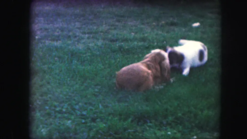 The brown dog and the white patched dog face each other low to the ground during active play on the lawn.