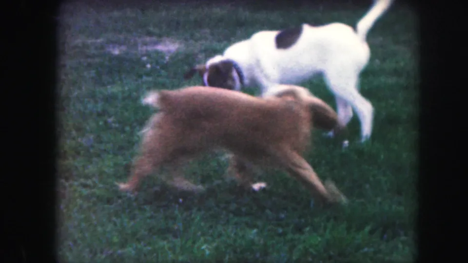 The brown dog moves across the foreground while the white patched dog bends toward the grass during the backyard play scene.