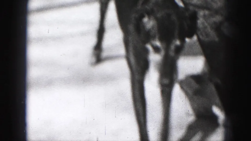 1975 Harrisburg home-movie frame with a medium-sized dog near a porch, walkway, brick base, and yard shrubs.