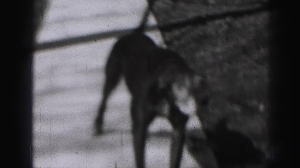 Black-and-white 8mm frame showing a dog close to the brick base of a Harrisburg house porch, with pavement and shadows behind it.