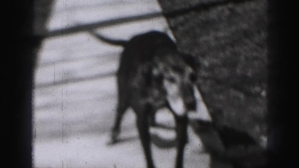 A dog moves along a sidewalk in 1975 Harrisburg home-movie footage, framed by a tree trunk and dark 8mm borders.