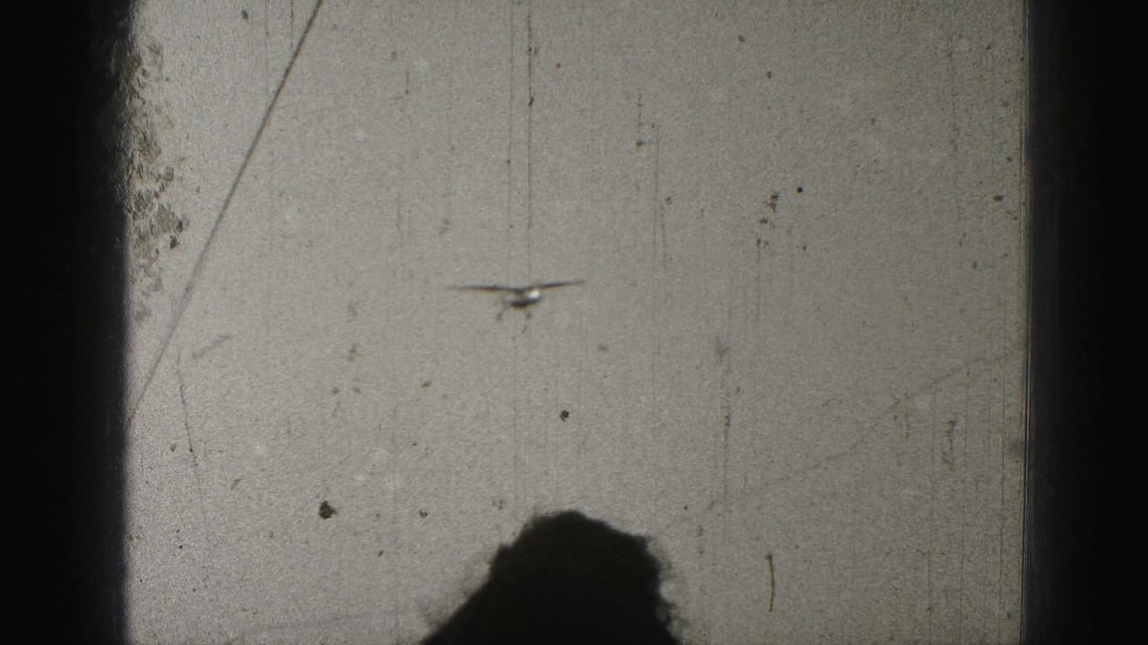Small airplane in a grainy sky, partly framed by a dark vertical film edge.
