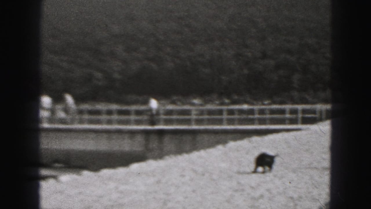 Small dark dog near a pale shoreline with bridge railings, water and wooded hills behind.