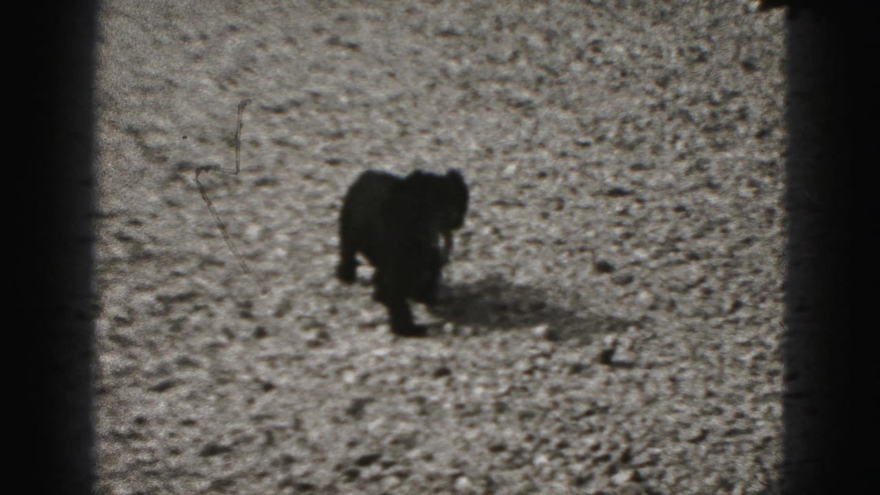 Small black puppy trots across gravel in 1975 Harrisburg home-movie footage, framed by dark 8mm borders.