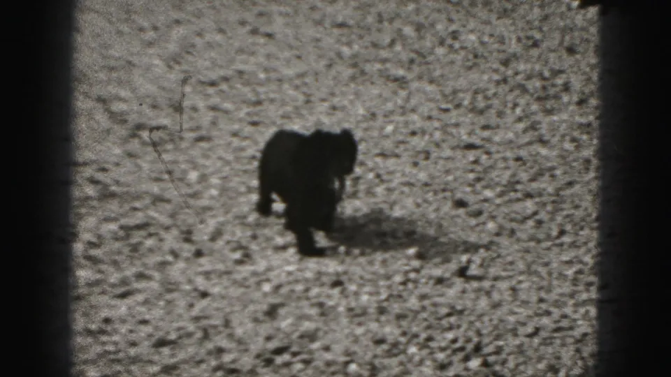 Small black puppy trots across gravel in 1975 Harrisburg home-movie footage, framed by dark 8mm borders.