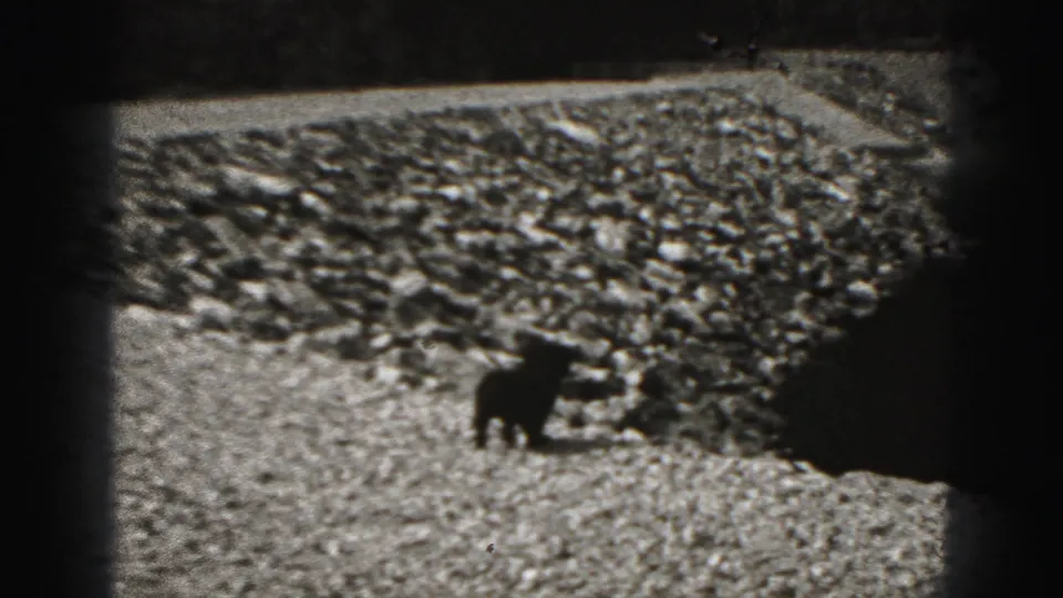 Small black puppy crossing a gravel surface in Harrisburg, Pennsylvania home-movie footage from 1975, framed by dark film edges.