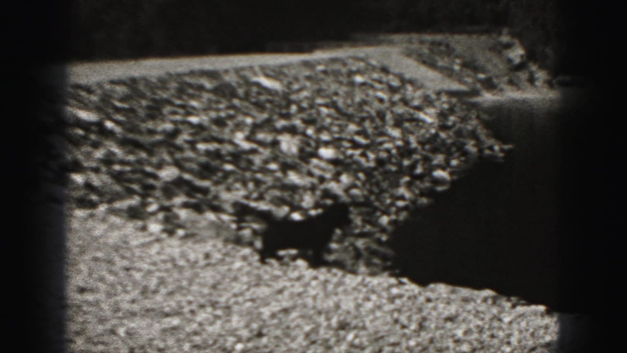 The puppy pauses or walks on gravel near a dark boundary in the 1975 Harrisburg 8mm footage.