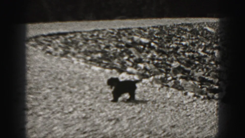 Small black puppy walking across open gravel in the Harrisburg, Pennsylvania 1975 home-movie clip.