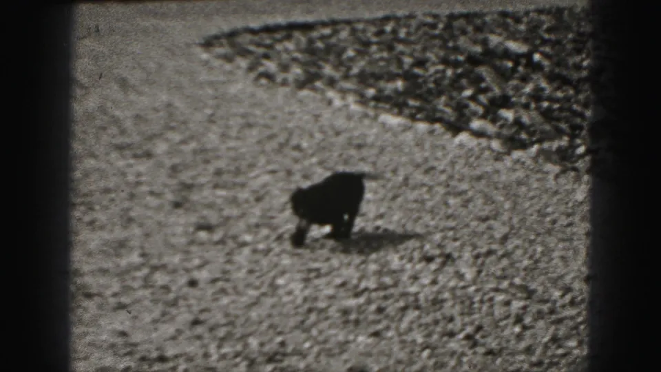 The small black puppy is seen farther into the gravel area, with textured stonework behind it in the 1975 Harrisburg footage.