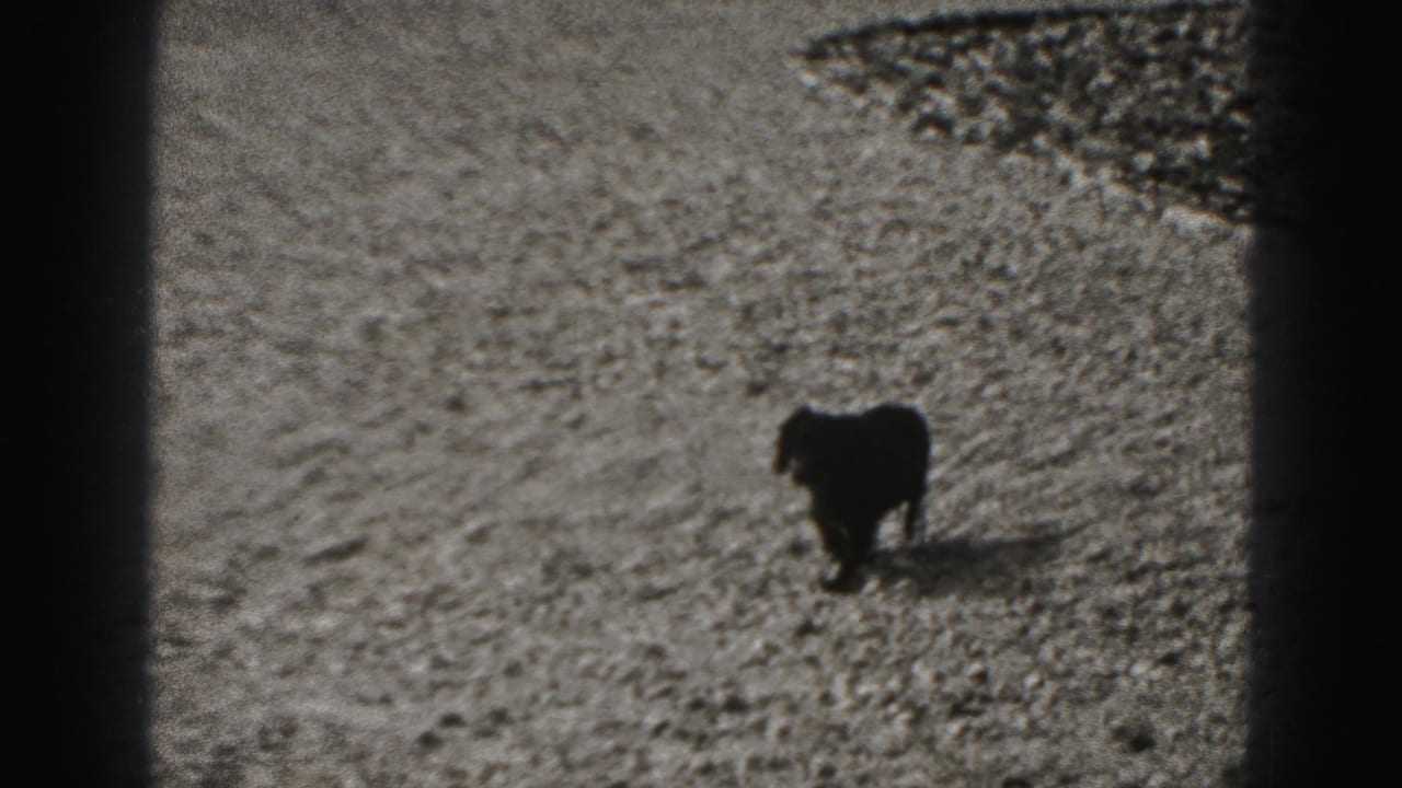 Small dark dog standing on a sunlit yard surface.
