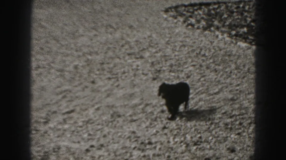 Small dark dog in a Harrisburg backyard scene from the 1975 8mm home movie, seen from above on a bright outdoor surface.