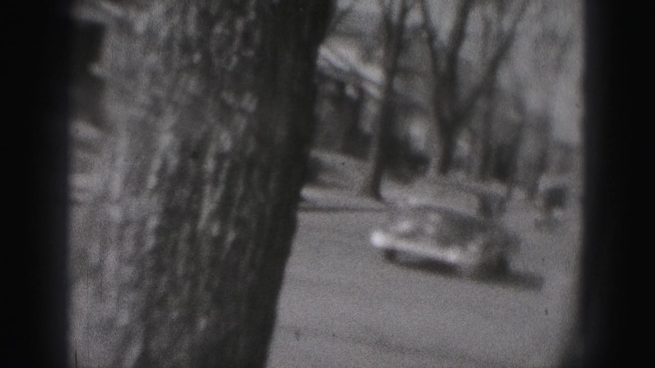 Car on a quiet street partly hidden by large tree trunks.