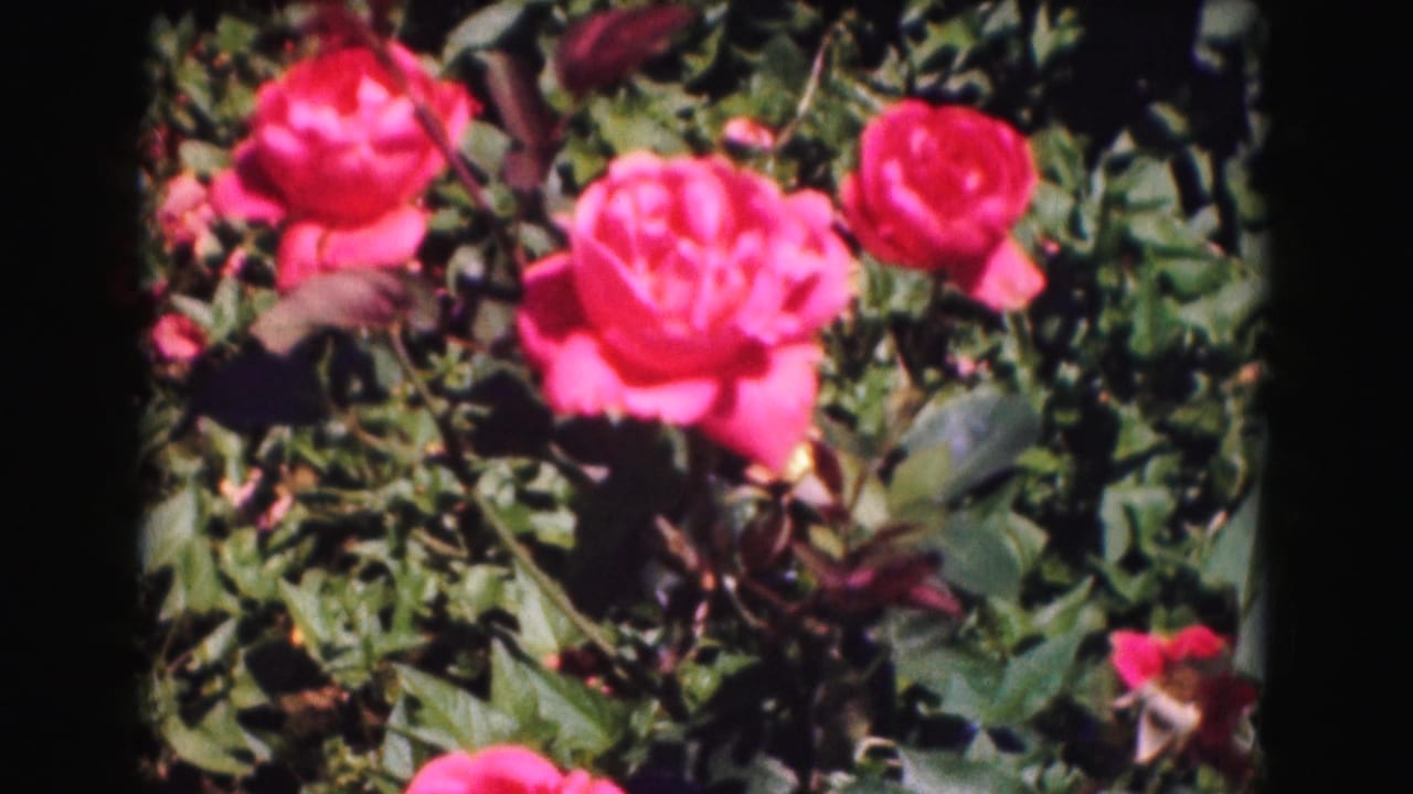 Close 1975 Washington DC 8mm view of bright pink roses and rosebuds set against dense dark green foliage.