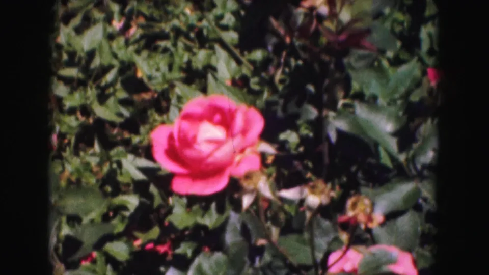 1975 Washington DC home-movie close-up of a pink rose bloom amid dense foliage, stems, shadows, and fallen petals.