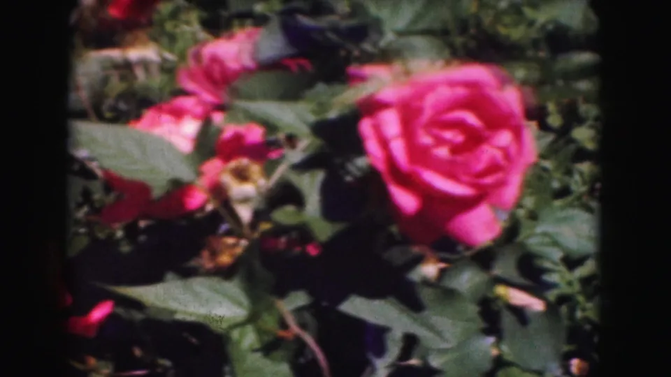 Soft 1975 Washington DC 8mm close-up of a large pink rose surrounded by leaves, rosebuds, stems, and deep garden shadows.