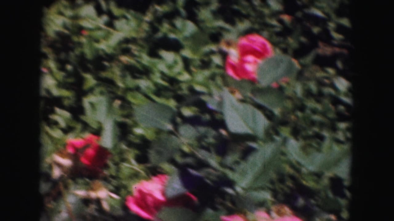 Pink roses bloom among dense green leaves in a 1975 8mm garden shot from Washington, DC.