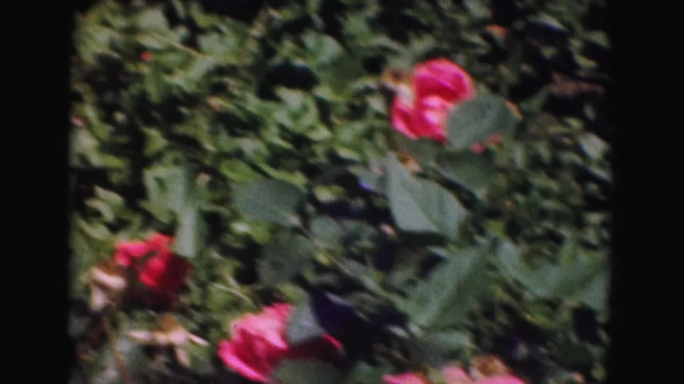 Pink roses bloom among dense green leaves in a 1975 8mm garden shot from Washington, DC.