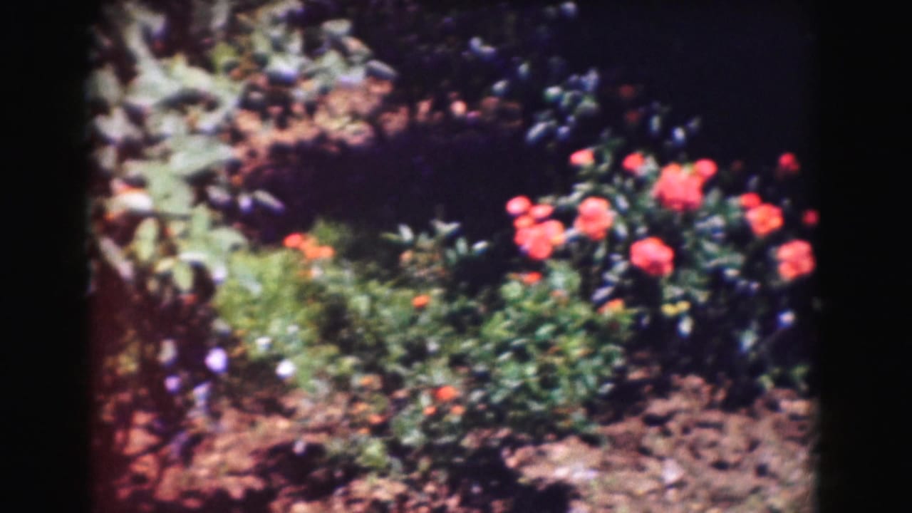 Flower bed with red blossoms and green plants in sunlight.
