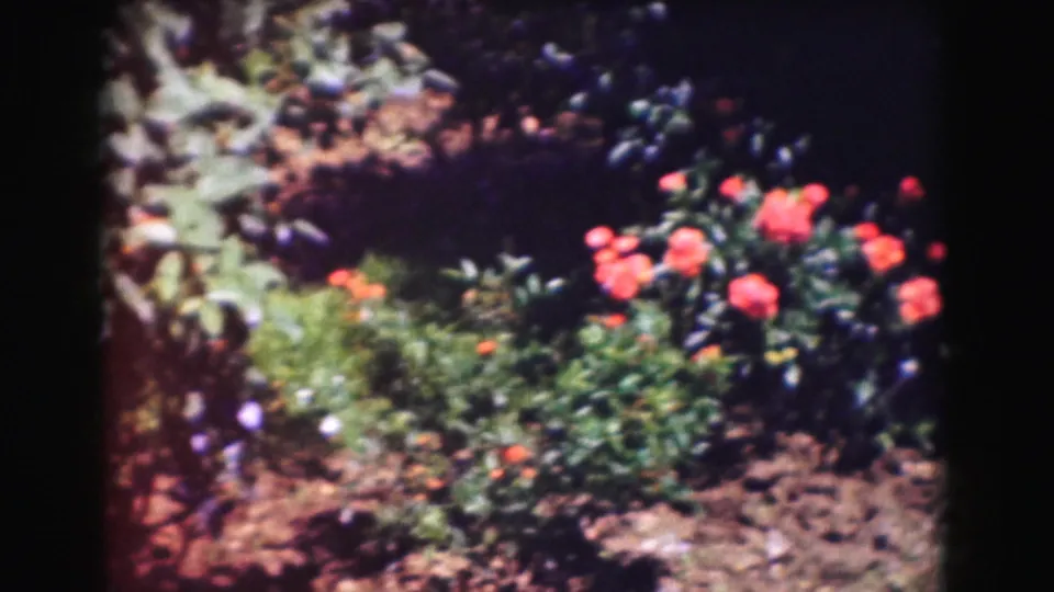 A sunlit garden bed with red flowers and leafy plants appears in the 1975 Washington DC home-movie clip.