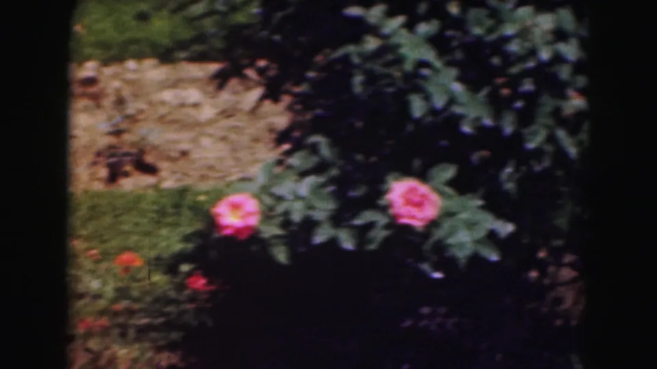A pink rose and leafy shrub stand before grass and a low stone wall in vintage 8mm garden footage.