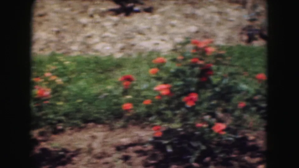 A red flowering bush is framed near grass, soil, and a low stone wall in the 1975 garden footage.