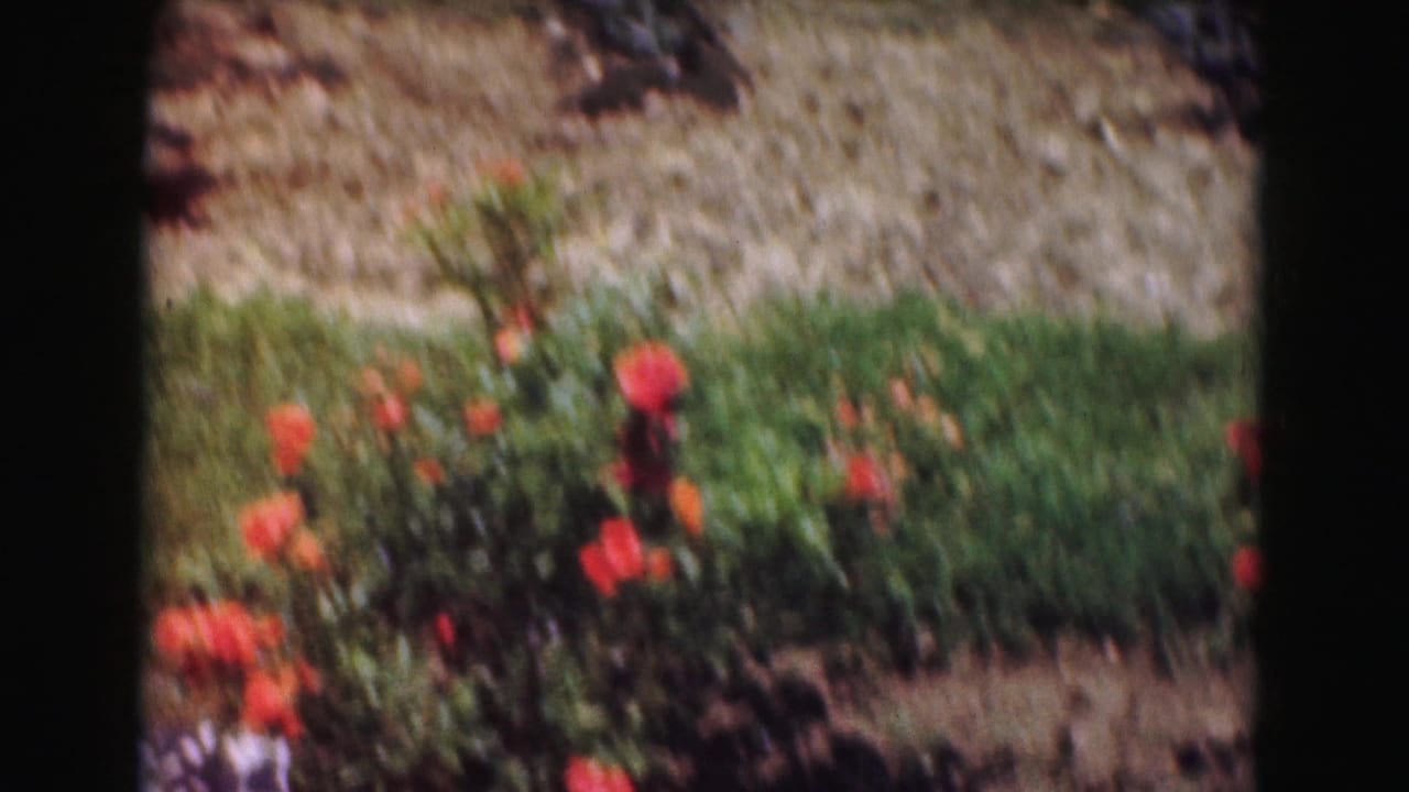 1975 8mm home-movie frame of red flowers and dense green planting in a Washington, DC garden area.