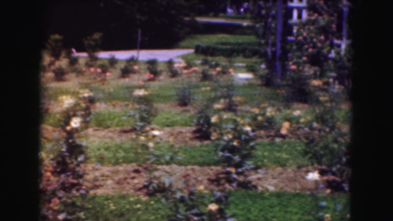 Rows of garden planting, roses, lawn, and a path appear in this 1975 Washington, DC home-movie frame.