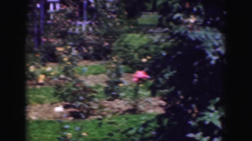 A 1975 home-movie view of a Washington, DC garden shows lawn, rose bushes, shrubs, and a bright pink bloom.