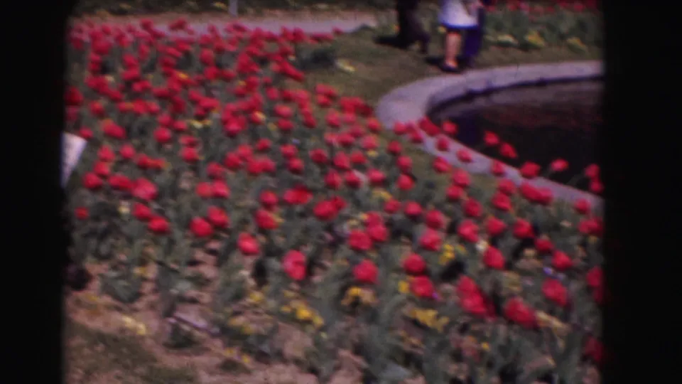 1975 Washington, DC 8mm home-movie view of red tulips, garden greenery, a curved pond edge, and distant visitors in soft focus.