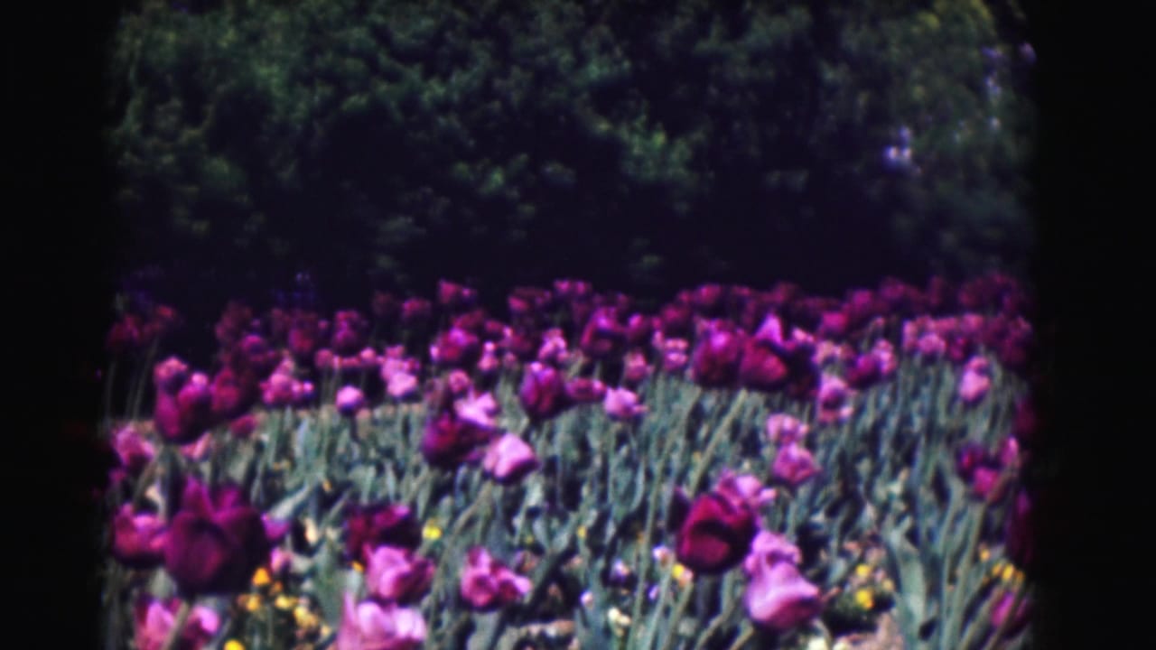 Close view of purple tulips in bloom with dark trees behind them.