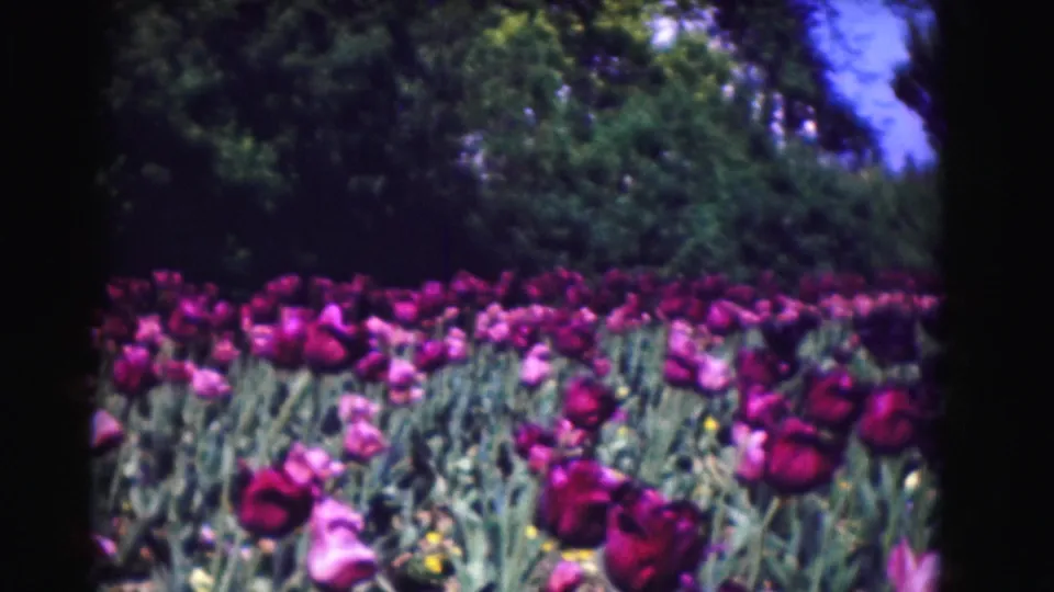 1975 Washington DC 8mm frame of a broad tulip bed with purple blooms, leafy trees, and a strip of blue sky.