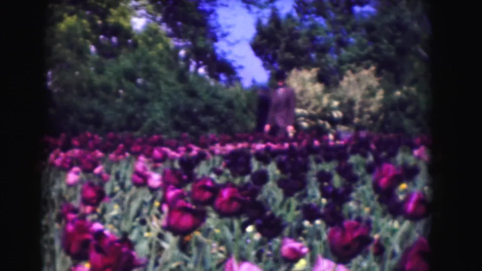 1975 Washington DC garden frame with tulips in the foreground and a distant visitor near shrubs and trees.